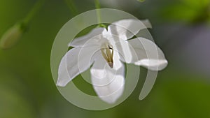 Close up Moke flower Wrightia religiosa in backyard