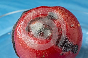 Close-up of mold Aspergillus fumigatus on a red tomato. Laboratory research of food products. photo