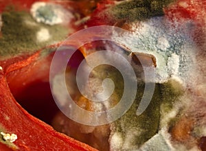 Close up mold growing on a tomato seed