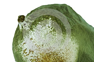Close up of moldy kaffir lime fruit white background