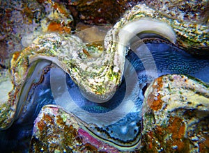 Close-up mollusk under water photo