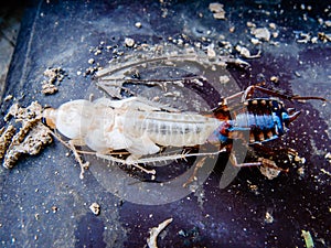 Close up molting cockroach