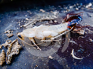Close up molting cockroach