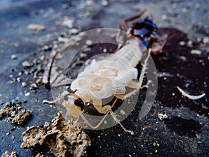 Close up molting cockroach