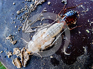 Close up molting cockroach