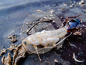 Close up molting cockroach
