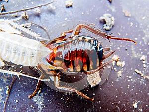 Close up molting cockroach