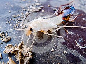 Close up molting cockroach