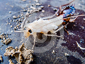 Close up molting cockroach