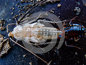 Close up molting cockroach