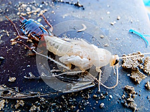 Close up molting cockroach