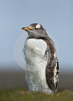 Close up of a molting Gentoo penguin chick