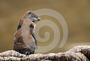 Close up of a molting Rockhopper penguin chick sitting on a rock