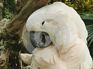 Close up of a moluccan cockatoo on bali