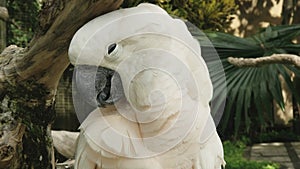 Close up of a moluccan cockatoo on bali