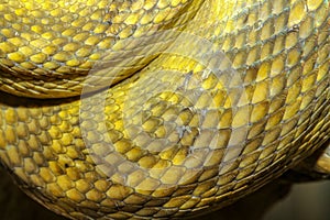 close up Moluccan Python snake skin