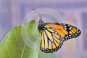 Close-up monarch butterfly.