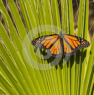 Close up of Monarch Butterfly