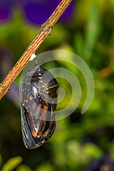 Monarch Butterfly Chrysalis