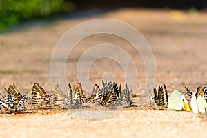 Close up monarch butterfly drink a water on the ground