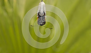 Close up of Monarch Butterfly Emerging