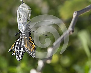 Close up of Monarch Butterfly Emerging Cocoon photo