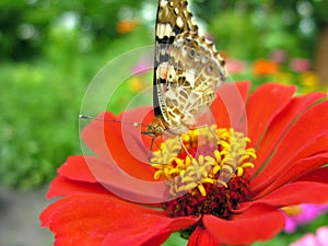 close-up of Monarch Butterfly feeds on the red Zinnia flower