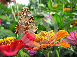 close-up of Monarch Butterfly feeds on the yellow Zinnia flower