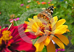 close-up of Monarch Butterfly feeds on the yellow Zinnia flower