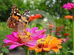 close-up of Monarch Butterfly feeds on the Zinnia flower