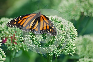 A close up of a monarch butterfly sitting on a flower in a garden in the spring.