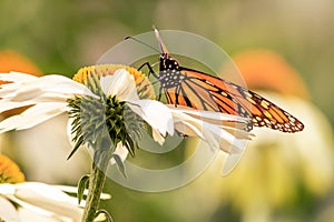 Close up of a monarch butterfly standing in a white daisy