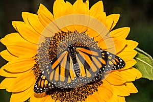 Monarch Butterfly on a sunflower