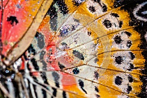 Close up of an Monarch Butterfly Wing.selective focus