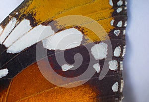 Close up of a Monarch butterfly wing texture