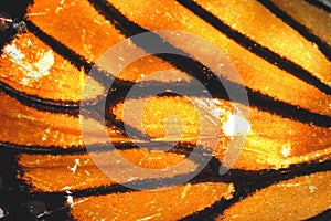 Close-up of a Monarch butterfly wnig with back light