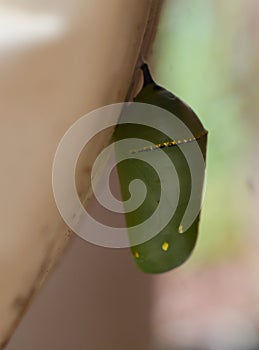 Macro photo of a monarch caterpillar cocoon/ chrysalis