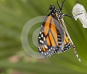 Close up of Monarch Drying Wings