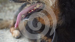 Close up of a mongrel dog with his tongue hanging out, tired. Slow motion