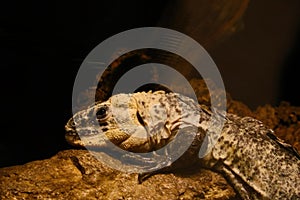 Close-up of a monitor lizard lying on a stone