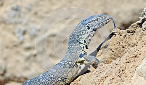 Close up of a monitor lizard with it`s tonge extended photo