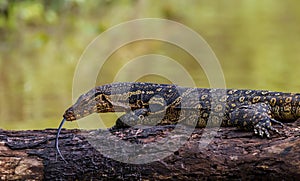Close up Monitor lizards photo