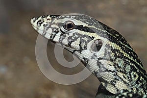 Close up the monittor is reptilia animal photo