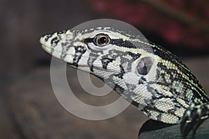Close up the monittor is reptilia animal photo