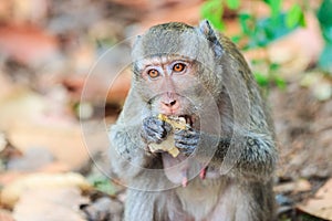 Close-up of Monkey (Crab-eating macaque) eating fruit