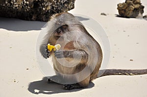 Close up of monkey eating banana on the beach