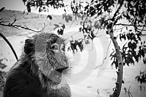 Close-up monkey in the jungle