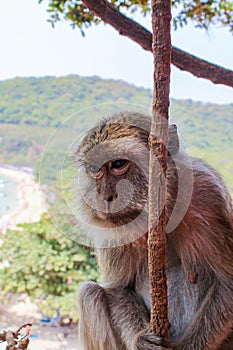 Close-up monkey in the jungle