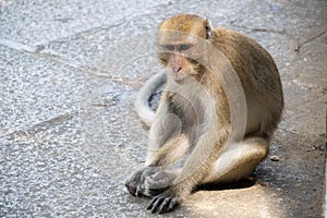 Close up monkey Long-tailed macaque, Crab-eating macaque sit floor photo