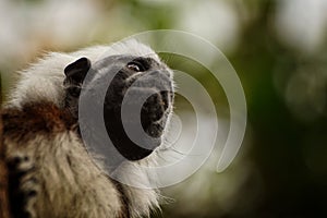 Close-up of a monkey looking away